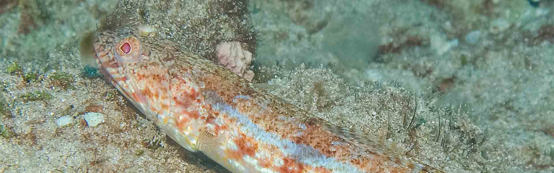 The Bluestripe Lizardfish 